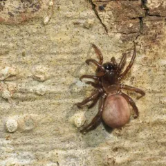 Pacific Foldingdoor Spider thumbnail 4