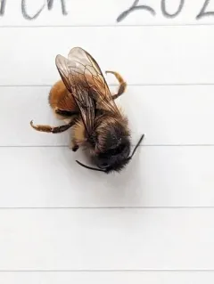 Red Mason Bee thumbnail 3