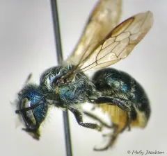 Georgia Mason Bee thumbnail 2