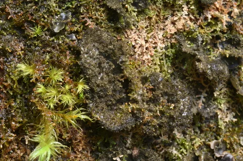 Sticta torii