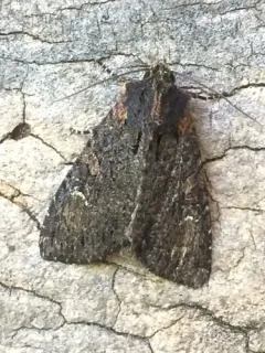 Dusky Apamea Moth thumbnail 3