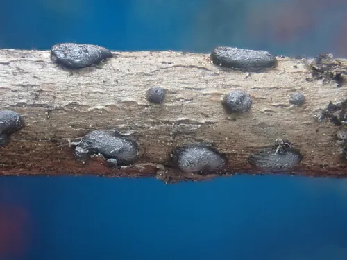Diacheopsis kowalskii