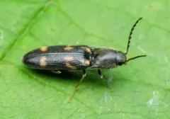Six-spotted Click Beetle thumbnail 4