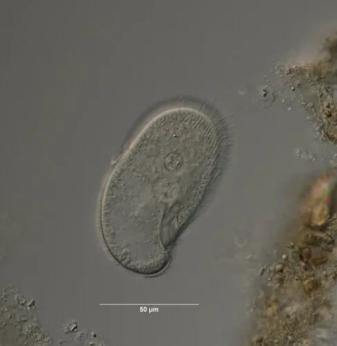 Colpidium colpoda