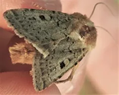 Quadrangle Dart thumbnail 1