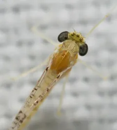 Leucrocuta hebe thumbnail 2