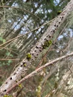 Anisogramma anomala thumbnail 2