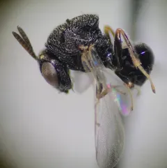 Perilampus fulvicornis thumbnail 3