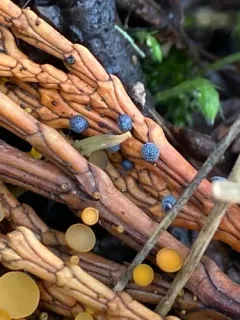 Chloroscypha alutipes thumbnail 2