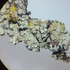 Spicy Mustard-rosette thumbnail 3