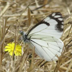 Pine White thumbnail 3