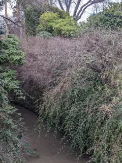 Willow-leaved Cotoneaster thumbnail 3