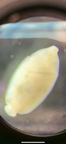 Biocular Leech