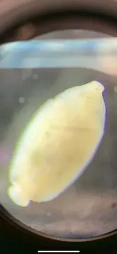 Biocular Leech thumbnail 1