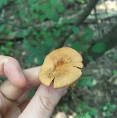 Lactarius subserifluus thumbnail 3