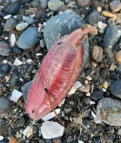 Rat-tailed Fusiform Sea Cucumber thumbnail 4