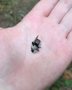 Cuterebra buccata thumbnail 2