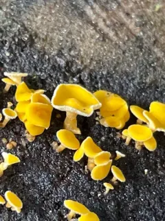 Lachnellula calyciformis thumbnail 2