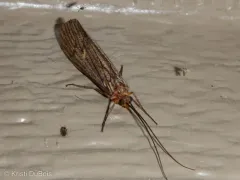 Dicosmoecus atripes thumbnail 4