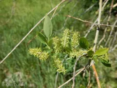 yellow willow thumbnail 3