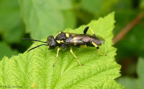Macrophya bifasciata