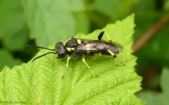 Macrophya bifasciata thumbnail 1