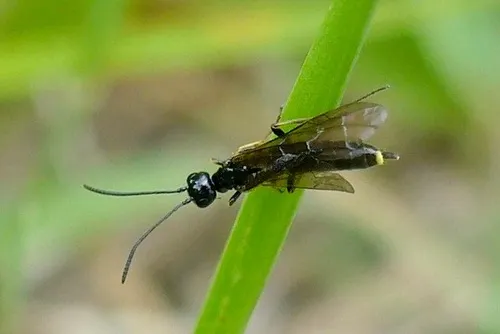 Black Wheat Stem-sawfly
