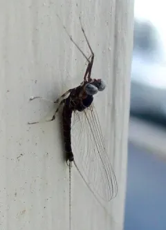 Arthroplea bipunctata thumbnail 3