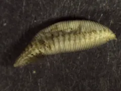 Travisia pupa thumbnail 2