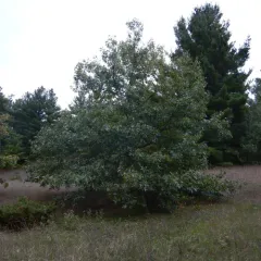 black oak thumbnail 3