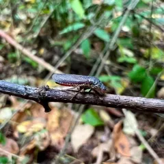 Speckled Sharpshooter thumbnail 4