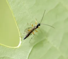 Schizopyga frigida thumbnail 3