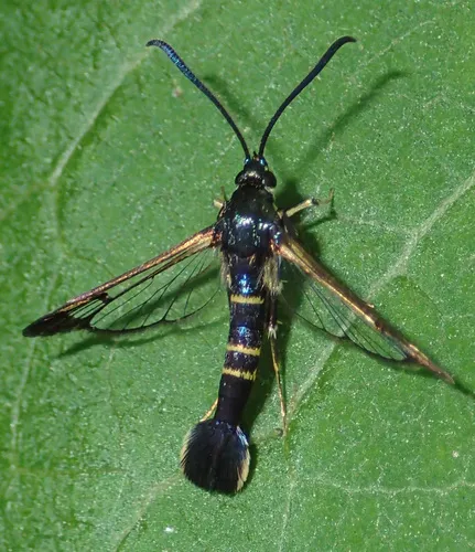 Rhododendron Borer Moth
