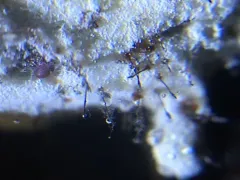 Syspastospora parasitica thumbnail 4