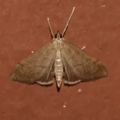 Anania mysippusalis thumbnail 2