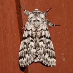 Western Panthea Moth thumbnail 2