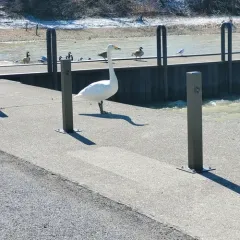 Whooper Swan thumbnail 2