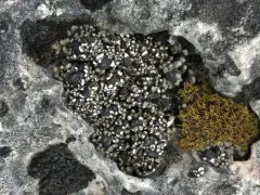 Blue Blister Lichen thumbnail 2