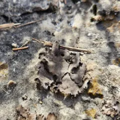 Dermatocarpon dolomiticum thumbnail 2