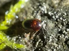 Ipelates latus thumbnail 3