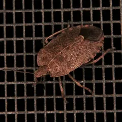 Elf Shoe Stink Bug thumbnail 3