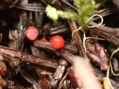 Pseudopithyella minuscula thumbnail 4