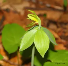 Small Whorled Pogonia thumbnail 4
