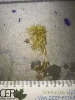Largeleaf Peatmoss thumbnail 2