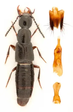 Black-winged Gabius Beetle thumbnail 3