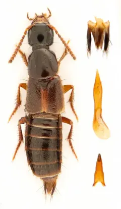 Philonthus debilis thumbnail 2