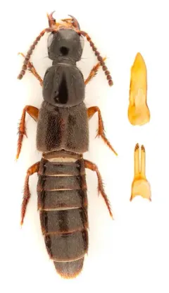 Philonthus rectangulus thumbnail 2