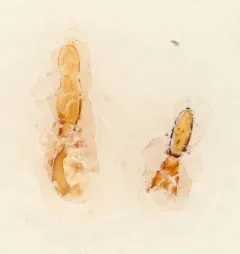 Philonthus jurgans thumbnail 2