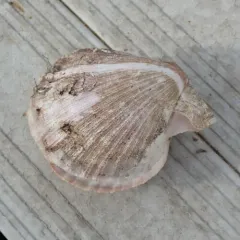 Spiny Scallop thumbnail 1