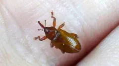 Frost's Aspen Weevil thumbnail 2